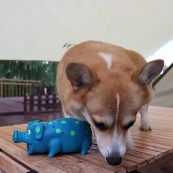 Brinquedo de Látex em Formato de Porquinho para Cães – Mordedor com Som